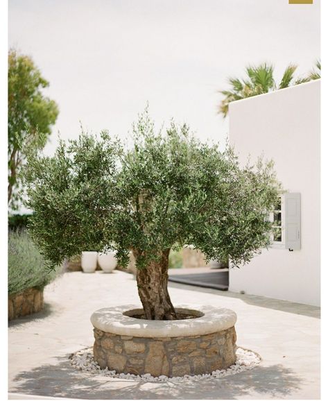 Mykonos Garden, Ibiza Garden Ideas, Olive Tree Planter, Modern Mediterranean Backyard, Tree Seating, Greek Elements, Olive Trees Landscape, Mediterranean Backyard, Olive Trees Garden