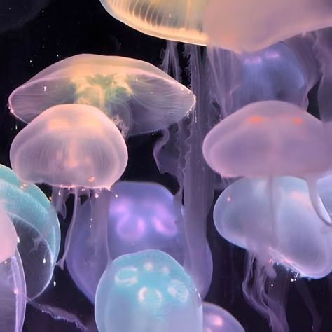 Pet Jellyfish, Jellyfish Tank, Jellyfish Art, Playlist Covers, Blue Skies, Aquariums, Jellyfish, Jelly, The Globe