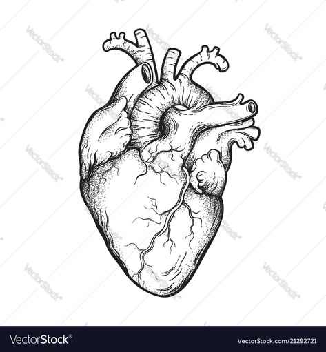 Perfect Heart Drawing, Heart Line Art Tattoo, Heart Fineline Tattoo, Real Heart Outline, Simple Anatomical Heart Tattoo, Heart On Hand Tattoo, Fineline Heart Tattoo, Anatomic Heart Tattoo, Heart Flash Tattoo