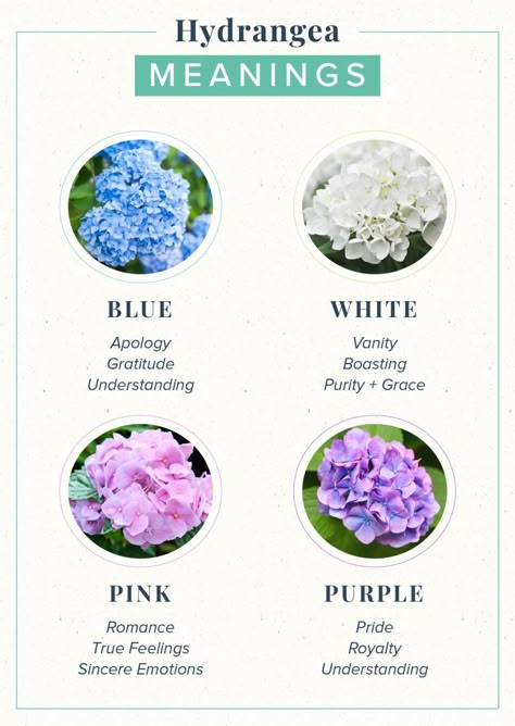 Hydrangea Meaning: Symbolism + History | ProFlowers Pretty Flower Names, Rose Color Meanings, Flower Symbolism, Flower Language, Different Types Of Flowers, The Language Of Flowers, Flower Guide, Hydrangea Purple, Flower Meanings