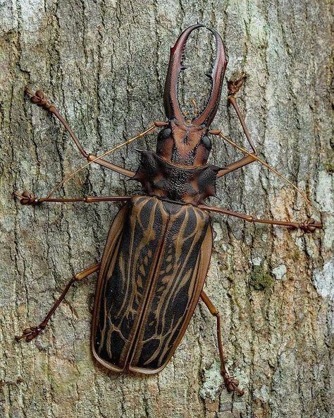 SAFARI no Instagram: “The Sabertooth Longhorn (Macrodontia cervicornis)...! Please follow @drcliffworldwidevet . . Photo by @mperez1589 . . Follow @safarigallery…” Longhorn Beetle, Creeped Out, Kingdom Animalia, Cool Bugs, Beetle Bug, Animal Antics, Lovely Creatures, Beautiful Bugs, Creepy Crawlies