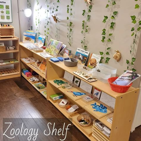 𝗟𝗶𝗹𝗮 | 𝗠𝗼𝗻𝘁𝗲𝘀𝘀𝗼𝗿𝗶 𝗧𝗶𝗽𝘀 💫 on Instagram: "⭐ Montessori Zoology Shelf⭐ SWIPE ➡️👀 SAVE ↗️ SHARE 💡 Every now and then, we rearrange the shelves' contents. This is ZOOLOGY for ages 4-6. Have a good rest of your day! 🌿" Montessori Zoology Activities, Kindergarten Montessori Classroom, Montessori Zoology Shelf, Montessori Zoology, Preschool Montessori Classroom Set Up, Montessori Art Shelf Ideas, Montessori Shelf Activities, Elementary Montessori Classroom, Montessori Method