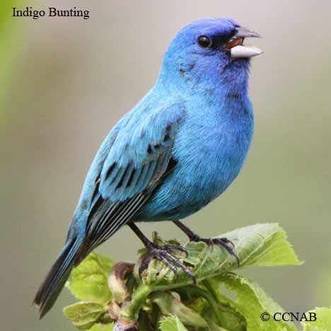 North american birds | Buntings | bunting pictures | buntings of North America | Birds Birds Types, Tree Leaf Identification, Bird Guide, Bunting Bird, Farm Fields, Indigo Bunting, Abandoned Farm, Hawk Bird, American Birds