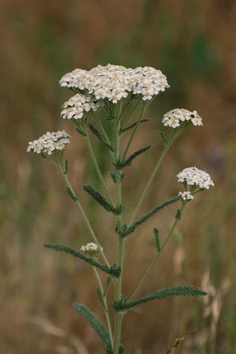 A quintessential yarrow flower stalk with small white flowers in umbrellas at the top and furry green leaves poking out from the stem below. Wild Flowers Reference, Yarrow Painting, Yarrow Illustration, Nature Flowers Photography, Meadow Plants, White Wild Flowers, Yarrow Plant, Blooms All Summer, Yarrow Flower