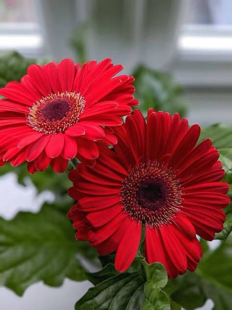 Gerbera Daisy Care, Daisy Care, Transvaal Daisy, Gerbera Jamesonii, Floral Design Classes, African Daisy, Paper Flower Arrangements, Gerbera Flower, Pink Gerbera