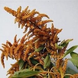 Bronze Amaranthus Flower Library, October Wedding Flowers, August Flowers, October Flowers, September Flowers, Brown Flowers, Outside Wedding, Amaranth, Wedding Centerpiece