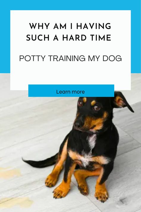 Puppies are generally fully potty trained when they have developed enough bladder and bowel control and haven't had accidents for several weeks. If you are looking for a more specific guideline, consider that experts seem to agree that dogs can be defined as being fully potty trained once they haven't had any accidents for at least a full 6 to 8 consecutive weeks. How To Potty Train A Puppy, Dog Science, Puppy Potty Training, Potty Training Girls, Dog Behavior Training, Dog Toilet, Dog Potty Training, Potty Train, Dog Enrichment