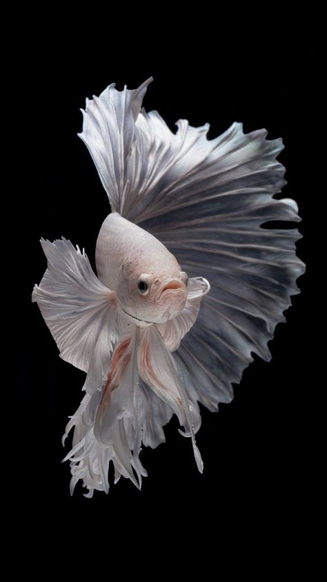 free wallpaper for iphone 7 - Albino Betta Fish Picture (13) Siamese Fish, Fish Wallpaper Iphone, Black Iphone Background, Fancy Fish, Funny Vegetables, Betta Fish Types, Cr7 Wallpapers, Pink Jellyfish, Pretty Fish