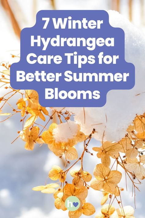 What should you do with your hydrangeas in the winter for better blooms later? Get your hydrangeas ready for a beautiful summer! Explore 7 essential winter hydrangea care tips to ensure healthy, vibrant blooms next season. Winter Hydrangea, How To Grow Hydrangeas, Hydrangea Varieties, Hydrangea Care, Growing Hydrangeas, Backyard Farming, Food Garden, Perennial Garden, Beautiful Summer