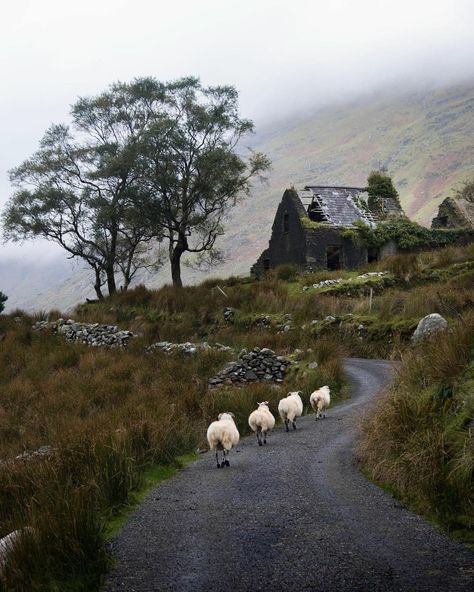 County Kerry Ireland, Cottage Scotland, Scottish Aesthetic, Celtic Aesthetic, Lou Core, Cottage Witch Aesthetic, Abandoned Cottage, The Quiet Place, Dark Cottagecore Aesthetic