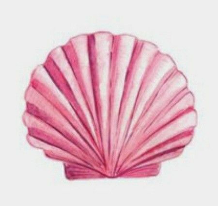 Seashell Wallpaper, Seashell Watercolor, Shell Drawing, Pink Seashell, Seashell Painting, Scallop Shell, Banner Printing, Summer Wallpaper, Design Element