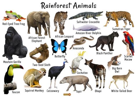 Rainforest Layers, Rain Forest Animal, State Animals, Amazon Rainforest Animals, South African Animals, Rainforest Project, African Rainforest, Rainforest Biome, Animals List