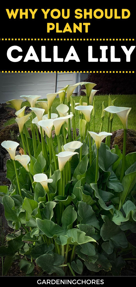 22 Magnificent Calla Lily Varieties! Your Garden Deserves This Burst of Color!🌼 Calla Lily Landscaping Ideas, Calla Lily Garden Ideas, Day Lilies Landscaping, Lilly Garden Ideas, Calla Lily Garden, Calla Lily Plant, Lily Varieties, Bed Plants, Cala Lillies