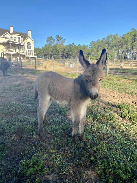 Smiling Donkey, Donkey With Sunflowers, Sicilian Donkey, Donkey Sitting Down, Donkey Staring, Miniature Donkeys, Miniature Donkey, Donkeys, Miniatures