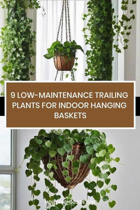 Discover the best trailing plants for indoor hanging baskets with our top picks. From stunning Trailing peperomias perfect for growing indoors to exquisite Trailing succulents that thrive in hanging baskets, explore outstanding plant choices to elevate your space. Whether you're looking for recommendations on trailing plants for containers or seeking the best options for creating a lush indoor garden, we've got you covered with a variety of beautiful options to transform your home. Easy Hanging Plants Indoor, Hanging Plants Indoor From Ceiling, Bay Window Hanging Plants, Trailing Indoor Plants, Plant Shelf In Bathroom, Hanging Plants In Kitchen, Indoor Hanging Plants Ideas, Indoor Trailing Plants, Best Hanging Plants Indoor