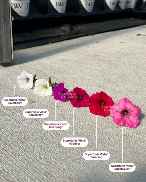 Supertunia comparison photo Jazzberry Supertunia, Supertunia Vista Bubblegum, Petunia Planter, Proven Winners Perennials, Petunia Plant, Petunia Flower, Long Blooming Perennials, Plant Names, Garden Calendar