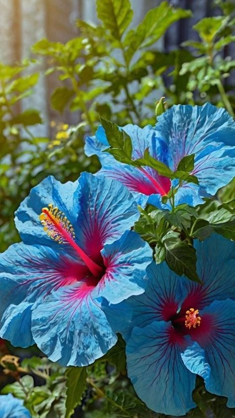 Beautiful Rare Flowers, Green Hibiscus Flower, Blue Tropical Flowers, Pisces Lover, Blue Hibiscus Flower, Fav Flower, Flower Hibiscus, Hibiscus Plant, Blue Hibiscus