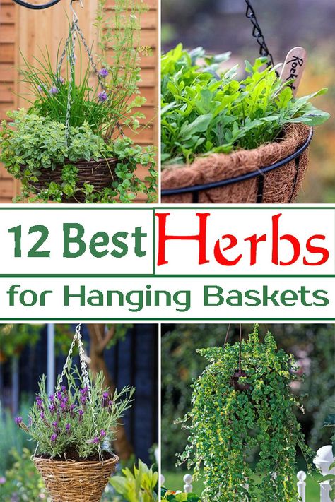 Plant Aesthetics, Growing Herbs In Pots, Hanging Herb Gardens, Growing Oregano, Chamomile Growing, Best Herbs To Grow, Hanging Plants Outdoor, Edible Gardening, Outdoor Herb Garden