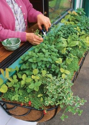 Window Box Herb Garden, Herb Window, Window Herb Garden, نباتات منزلية, Kitchen Herbs, Backyard Vegetable Gardens, Have Inspiration, Vegetable Garden Design, Growing Herbs