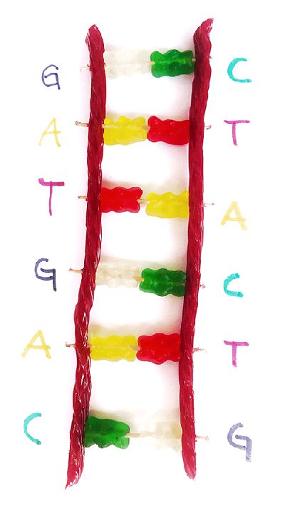 Make A Candy DNA Model | STEM Activity Dna Project Models, Dna Model Project Ideas, Dna Model Project Middle School, How To Make A Dna Model Project, Model Dna, Candy Dna Model, Edible Dna Model Project, How To Make Dna Model, Dna Activity Middle School