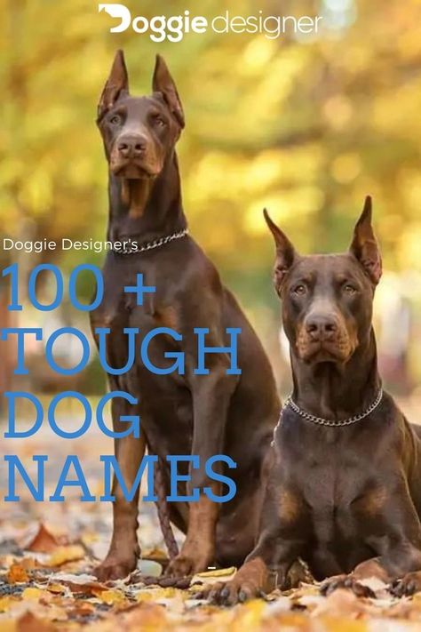 Tough Dog Names Boys, Doberman Dog Names, Strong Dog Names Male, Female Dog Names List, Doberman Names, Strong Dog Names, Tough Dog Names, Big Dog Names, Top Dog Names