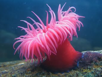 Coral Reef Photography, Ocean Plants, Sea Anemones, Creature Marine, Cnidaria, Fauna Marina, Sea Plants, Sea Anemone, Coral Sea