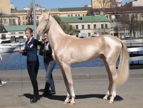 The Akhal-Teke is a horse breed from Turkmenistan. Only about 3,500 are left worldwide. Known for their speed and famous for the natural metallic shimmer of their coats.  Photographer unknown Akhal-teke, Ahal Teke, Horse Portraits, Akhal Teke Horses, Rare Horses, Akhal Teke, Most Beautiful Horses, Cool Facts, Horse World