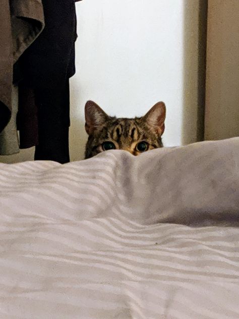 Peeking Cat Cat Peaking, Cat Peeking, Peeking Cat, Cute Cat Memes, Attention Seeking, Beautiful Animals, Cat Memes, Cats And Kittens, Album Covers