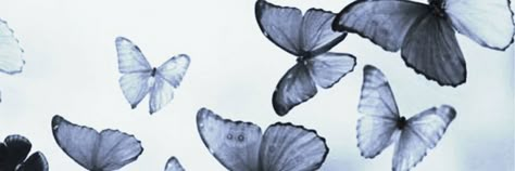 Butterfly Aesthetic Twitter Header, Blue Aesthetic Fb Cover, Butterfly Medium Widget, Butterfly Notion Cover, Butterfly Keyboard Wallpaper, Butterfly Discord Banner, Blue Butterfly Header, Butterfly Header Aesthetic, Blue Butterfly Widget