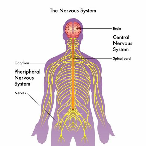 Nervous system illustration royalty free illustration Nervous System Drawing Easy, Central Nervous System Drawing, Nervous System Illustration, Nervous System Drawing, Nervous Drawing, Bio Diagrams, Nervous System Projects, Nervous System Diagram, Drawing Medical