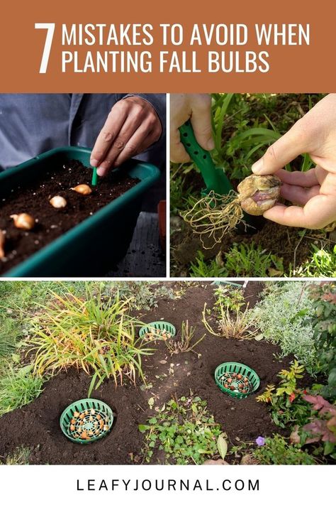 Avoid these 7 Common Mistakes for a Beautiful Fall Bulb Garden! 🍂 Learn how to plant your bulbs like a pro and enjoy a vibrant burst of autumn blooms. Discover tips and tricks to ensure a stunning garden this season! Planting Fall Bulbs In Containers, Fall Planted Bulbs, How To Plant Bulbs In Fall, Planting Spring Bulbs In Fall, Planting Fall Bulbs, Fall Bulbs To Plant, Fall Bulb Planting Design, Bulb Planting Guide, Planting Bulbs In Fall Flower Beds