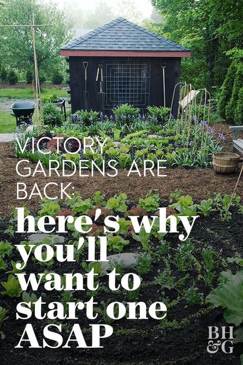 Spring has always been peak gardening season, as plants begin growing again after winter. But this year, people are digging in the dirt for a new reason: the return of victory gardens. #victorygarden #growagarden #athomegarden #gardenplan #bhg Small Victory Garden, Beginning Gardening Layout, Victory Garden Ideas, Amish Garden Layout, How To Plan Your Garden, Victory Garden Layout, Veggie Garden Aesthetic, First Time Garden, Home Garden Aesthetic