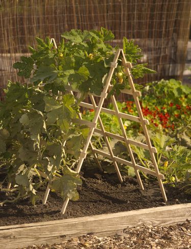 How To Build A Vertical Vegetable Garden Squash Trellis, Naturalistic Design, Vertical Vegetable Gardens, Vertical Vegetable Garden, Diy Trellis, Garden Vines, Vertical Gardens, Garden Veggies, Have Inspiration