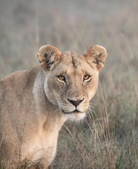 📸 Akshar Majevdia Pretty Lioness, Lioness Aesthetic, Lioness Photography, Lion Aesthetic, Fav Animal, Lion Images, Beltane, Cats Dogs, Scrapbook Ideas