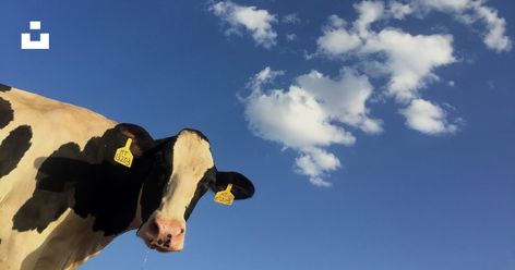 time lapse photography of cattle cow under clouds photo – Free Animal Image on Unsplash Ips Wallpapers, Cow Wallpaper, Desktop Images, Russian Humor, Laptop Wallpaper Desktop Wallpapers, Laptop Backgrounds, Pink Cheeks, Wallpaper Laptop, Desktop Wallpapers Backgrounds