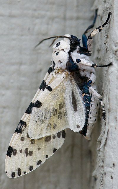 Гигантская леопардовая медведица / Гигантская сумеречница / Giant leopard moth / Eyed tiger moth / Hypercompe scribonia #медведица #сумеречница #бабочка Giant Leopard Moth, Leopard Moth, Cool Insects, Tiger Moth, Moth Caterpillar, Beautiful Bugs, Creepy Crawlies, Arthropods, Airbrush Art