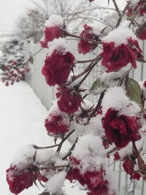 Red roses in the snow | Flickr - Photo Sharing! Winter Garden Snow, White And Red Aesthetic, Red White Aesthetic, Rose Winters, Red And White Aesthetic, Frozen Roses, Snow Garden, Ohio Weather, Christmas Roses