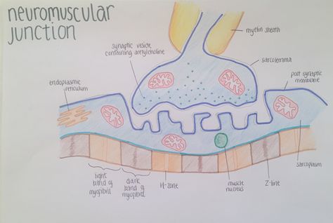 Neuromuscular Junction Notes, Neuromuscular Junction Diagram, Neuromuscular Junction, Teas Test, Anatomy Notes, Nursing Work, Mcat Study, Volunteer Activities, Physical Therapy Assistant