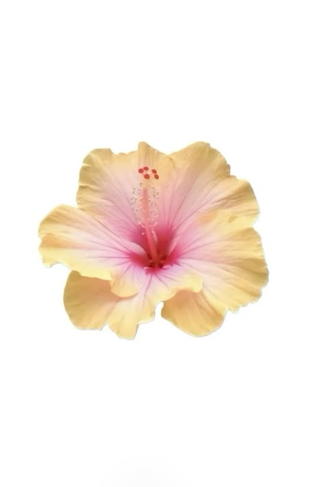 White Background Flower Wallpaper, Summer Flower Background, Hibiscus White Background, Flower White Background Aesthetic, Flower Wallpaper White Background, Hibiscus Flower White Background, Pink Flower White Background, Flower No Background, Hibiscus Colors