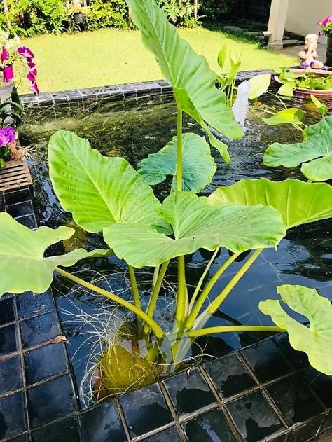 25 Best Plants for a Koi Pond that You Must Grow Small Lotus Pond At Home, Coy Ponds Backyard, Pond Landscape Ideas, Plants For Ponds Water, Plants For Ponds Landscapes, Best Pond Plants, Patio Pond Plants, Pond Plants Landscape Design, Plants For Around A Pond