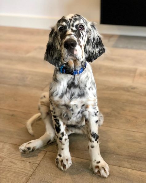 14 Amazing Facts About English Setters Facts About English, English Setter Puppies, Setter Puppies, Lovers Tattoo, English Setter Dogs, English Setters, English Dogs, Tattoos For Dog Lovers, German Shorthaired Pointer Dog