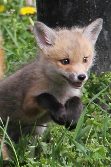 In which the kit really is a kit and is still gonna get into super cute trouble. Baby Foxes, Fox Pups, Fox Kit, Young Fox, Fabulous Fox, Cute Foxes, Cutee Animals, Fox Pictures, What Does The Fox Say