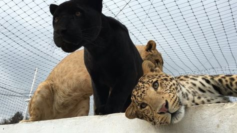 Rebels on top of their night room... Rebeldillos encima de su cuarto de noche... #babykiarabjwt #michaelingui #dharmis #savelions #savejaguars #saveleopards #savetigers #thebigpridebjwt #saveourplanet #behuman #notpets #nosonmascotas #blackjaguarwhitetiger #rescuedleopards Types Of Animals, Big Cats, Animal Kingdom, Fur Babies, Feline, Mood Board, Cute Animals, Pet, Dogs