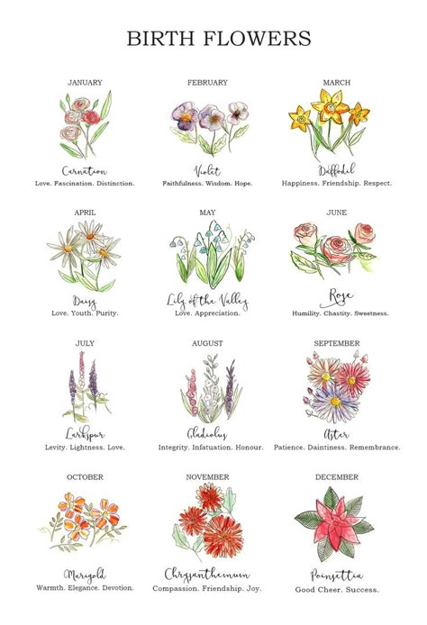 Character Qualities, 달력 디자인, Watercolour Flower, Ellie Ellie, Birth Flower Tattoos, Seni Dan Kraf, Flower Meanings, Flower Bookmark, Flower Artwork