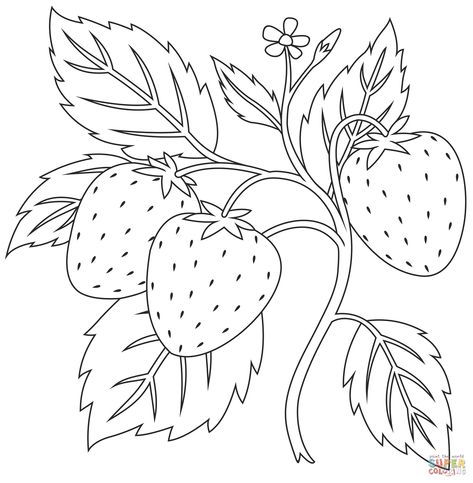 Strawberry Plant Drawing Simple, Free Printable Drawings To Paint, Strawberry Coloring Pages Free Printable, Strawberry Plant Drawing, Drawing Of Strawberry, Strawberry Line Art, Strawberry Drawings, Strawberry Coloring Pages, Plant Coloring Pages