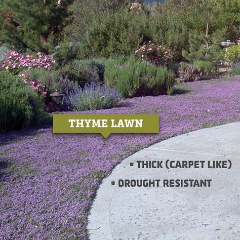 Thyme Lawn, High Country Gardens, Lawn Alternatives, Herb Gardens, English Gardens, Lawn Maintenance, Drought Resistant, Ground Cover Plants, Have Inspiration