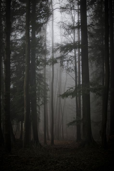 Out in the Woods by Kathrin Loges und Jan Wunderlich , via Behance Abandoned Woods Aesthetic, Dark Woods Backgrounds, Woods Backgrounds Aesthetic, Being Chased In The Woods Aesthetic, Dark Woods Photography, The Woods Aesthetic Dark, Haunted Woods Aesthetic, Out Of The Woods Aesthetic, Into The Woods Aesthetic