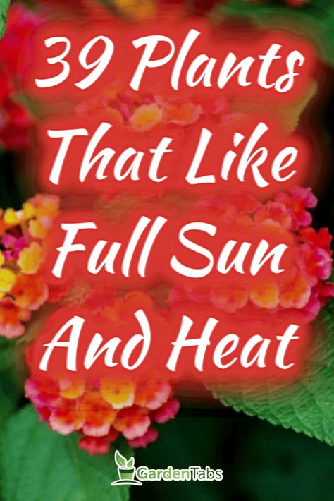 39 Plants That Like Full Sun And Heat Perrenials For Full Sun Front Yards, Plants That Love Full Sun, Perrenials In Pots Full Sun, Flower Pot Arrangements Outdoor Full Sun, Thriller Filler Spiller Ideas Full Sun, Potted Plants Full Sun, Pretty Backyard, Full Sun Landscaping, Full Sun Container Plants