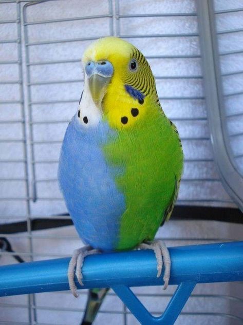 A Parikeet With Two Distinct C... is listed (or ranked) 1 on the list 16 Unique Chimera Animals You Won't Be Able To Stop Looking At Parakeet Colors, Budgies Bird, Budgie Parakeet, Bird Aviary, Funny Parrots, Green Bird, Funny Birds, Tail Feathers, Pet Bird