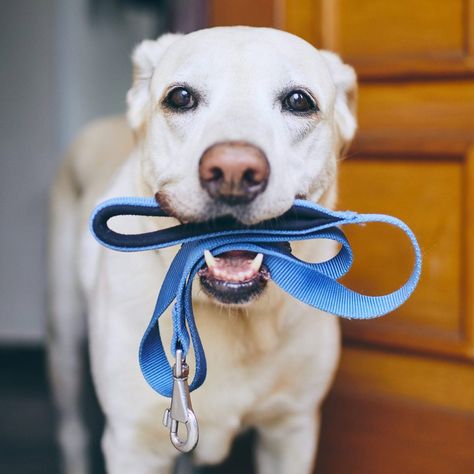 Turquoise Dog Collar, Puppy Leash, Personalized Leather Dog Collar, Leather Dog Collar Custom, Dog Collar With Name, Personalized Dog Collars, Pet Leashes, Pet Leash, Puppy Collars